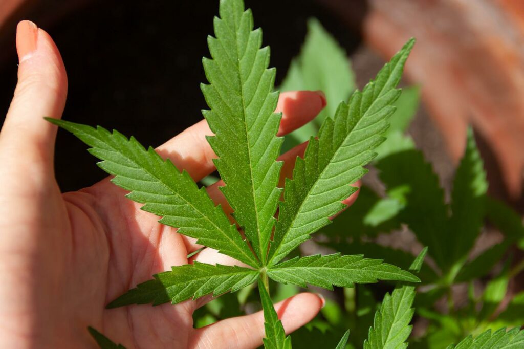 31-latek zatrzymany za małą plantację marihuany