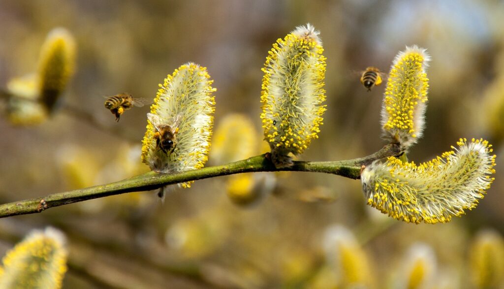 Pyłki w powietrzu. Jak sobie radzić z wiosenną alergią?