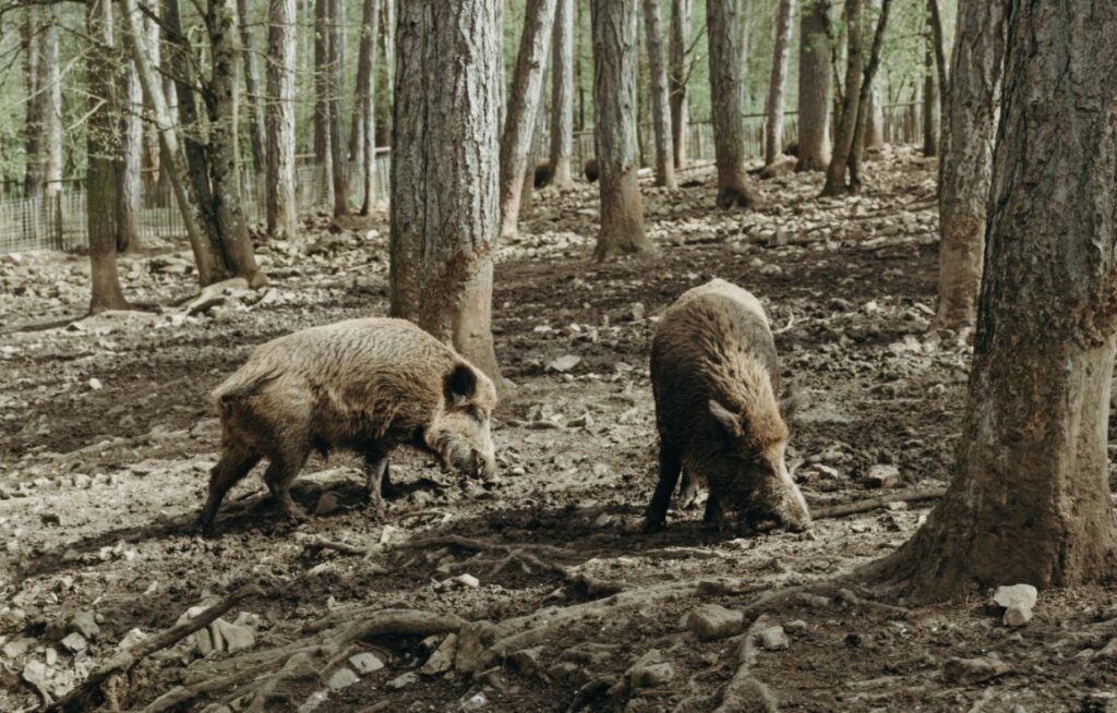 Armia dzików na ul. Armii Krajowej – mieszkańcy w obawie